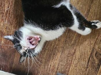 Rescue Domestic Short Hair Cats for Adoption in Dallas, Texas - Olive Oyl | PetCurious