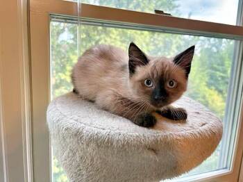 Jesse -  Domestic Short Hair Cat for Adoption in Pittsburgh, Pennsylvania - Jesse | PetCurious