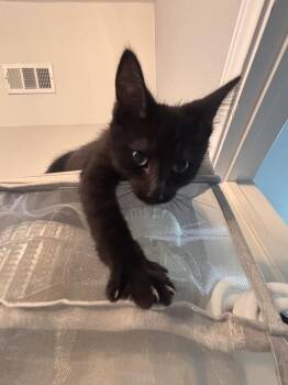 Secret Agent Man 3569 -  Domestic Short Hair Cat for Adoption in Dallas, Texas - Secret Agent Man 3569 | PetCurious