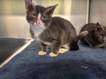Domestic Short Hair Cats Available for Adoption in Grand Prairie, Texas - NYLA | PetCurious
