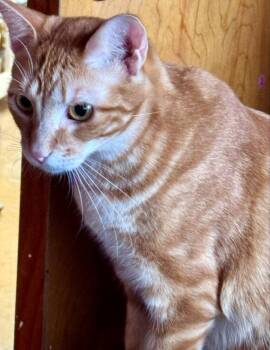 Rescue American Shorthair Cats for Adoption in Austin, Texas - Tango 4 | PetCurious
