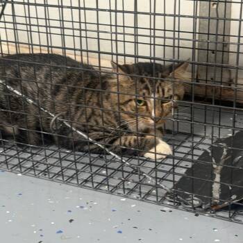 TUSC-Wildlife-85878 -  Domestic Short Hair Cat for Adoption in Tuscaloosa, Alabama - TUSC-Wildlife-85878 | PetCurious