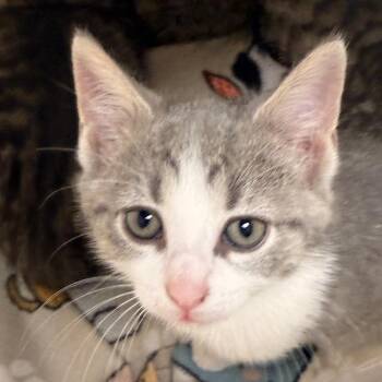 Domestic Short Hair Cats Available for Adoption in Evansville, Indiana - Tova | PetCurious