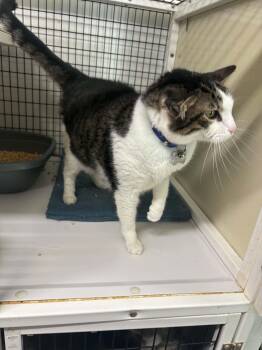 Cashew -  Domestic Short Hair Cat for Adoption in Herndon, Virginia - Cashew | PetCurious