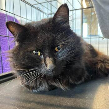 Domestic Long Hair Cats Available for Adoption - Fabio | PetCurious