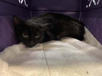 Domestic Short Hair Cats Available for Adoption in Thousand Palms, California - MORGANA | PetCurious