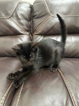 Lollipop -  Domestic Short Hair Cat for Adoption in Newberg, Oregon - Lollipop | PetCurious