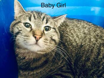 Domestic Short Hair Cats Available for Adoption in St. George, Utah - Baby Girl | PetCurious