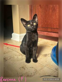 Ravenna -  Domestic Short Hair Cat for Adoption in Clarksville, Tennessee - Ravenna | PetCurious