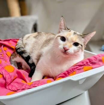 CRISPY -  Dilute Calico Cat for Adoption in Delhi, Ontario - CRISPY | PetCurious