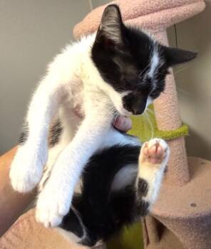 #7 b-w male -  Domestic Short Hair Cat for Adoption in Burgaw, North Carolina - #7 B-w Male | PetCurious