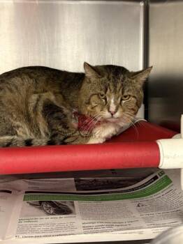 Domestic Short Hair Cats Available for Adoption in Visalia, California - A253300 | PetCurious