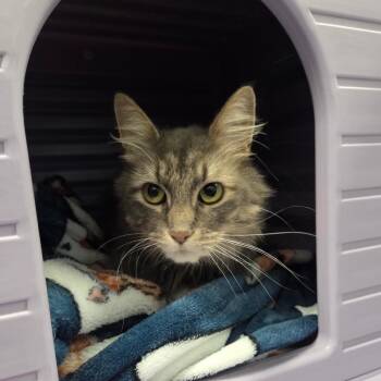 Charlie -  Domestic Long Hair Cat for Adoption in Watertown, New York - Charlie | PetCurious