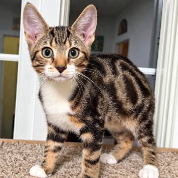 Barley -  Domestic Short Hair Cat for Adoption in Richmond, Virginia - Barley | PetCurious