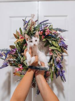 Fabian -  Domestic Short Hair Cat for Adoption in Goodyear, Arizona - Fabian | PetCurious