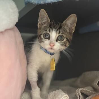 NCI5593 Pop -  Domestic Short Hair Cat for Adoption in Port Washington, New York - NCI5593 Pop | PetCurious