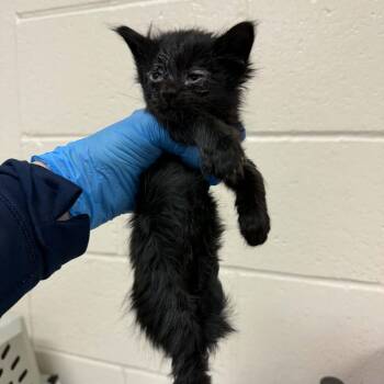 Diamond -  Domestic Medium Hair Cat for Adoption in Reno, Nevada - Diamond | PetCurious