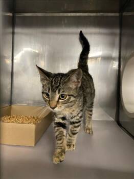 *ROXY -  Domestic Short Hair Cat for Adoption in Woodland, California - *ROXY | PetCurious
