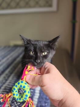Jasmine     GFRCC -  Domestic Short Hair Cat for Adoption in Metamora, Illinois - Jasmine     GFRCC | PetCurious