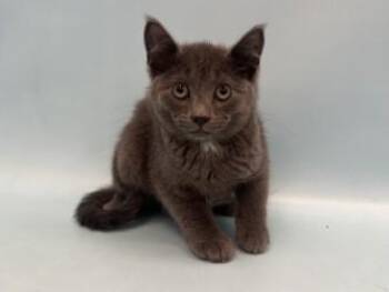 Garth -  Domestic Short Hair Cat for Adoption in Golden Valley, Minnesota - Garth | PetCurious