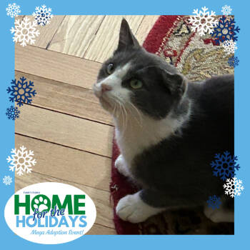 Rescue Domestic Short Hair Cats for Adoption - Tony | PetCurious