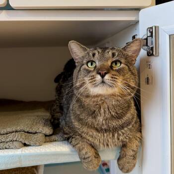 Domestic Short Hair Cats Available for Adoption - Eugene | PetCurious