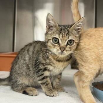 Monica -  Domestic Short Hair Cat for Adoption in Jupiter, Florida - Monica | PetCurious