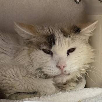 MAGNIFICENT -  Domestic Medium Hair Cat for Adoption in Las Vegas, Nevada - MAGNIFICENT | PetCurious