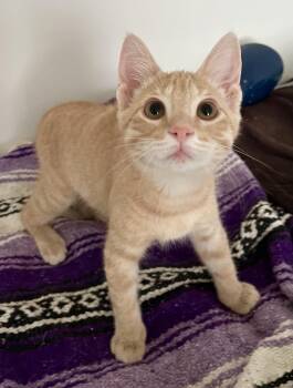 Halo -  Domestic Short Hair Cat for Adoption in Pendleton, Oregon - Halo | PetCurious