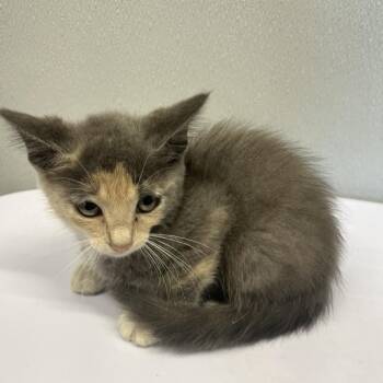 Posie -  Domestic Short Hair Cat for Adoption in Tampa, Florida - Posie | PetCurious