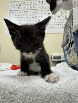 JERSEY -  Domestic Short Hair Cat for Adoption in Fremont, California - JERSEY | PetCurious