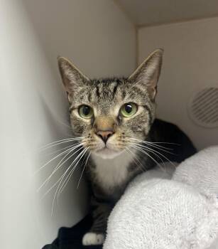 Dooms -  Domestic Short Hair Cat for Adoption in Reisterstown, Maryland - Dooms | PetCurious
