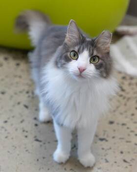 POPPY -  Domestic Medium Hair Cat for Adoption in Leesburg, Virginia - POPPY | PetCurious