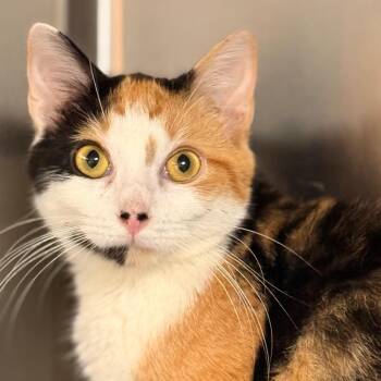 Claudette -  Domestic Short Hair Cat for Adoption in Cumming, Georgia - Claudette | PetCurious