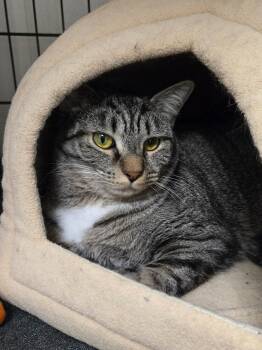 Riley -  Domestic Short Hair Cat for Adoption in Cape May, New Jersey - Riley | PetCurious