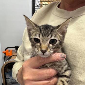 Domestic Short Hair Cats Available for Adoption in Lakewood, California - Pelican | PetCurious