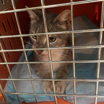 Rescue Domestic Short Hair Cats for Adoption in New York, New York - Gocciola | PetCurious