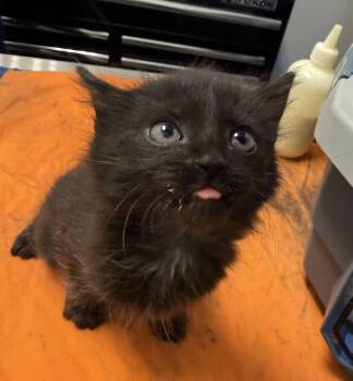 Domestic Short Hair Cats Available for Adoption in Bradford, Alabama - Archie | PetCurious