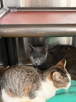 Rescue Domestic Short Hair Cats for Adoption in Willmar, Minnesota - Yuma | PetCurious