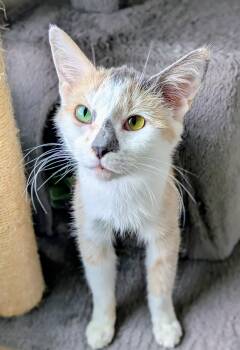 Kiara -  Domestic Short Hair Cat for Adoption in Bonnyville, Alberta - Kiara | PetCurious