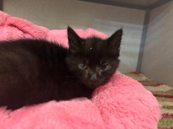 Ingrid -  Domestic Short Hair Cat for Adoption in Liverpool, New York - Ingrid | PetCurious