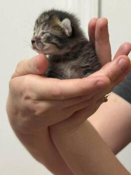 Acorn -  Domestic Short Hair Cat for Adoption in Deltona, Florida - Acorn | PetCurious
