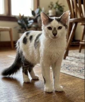 Smudge (LUBBOCK Area) -  Domestic Medium Hair Cat for Adoption - Smudge (LUBBOCK Area) | PetCurious