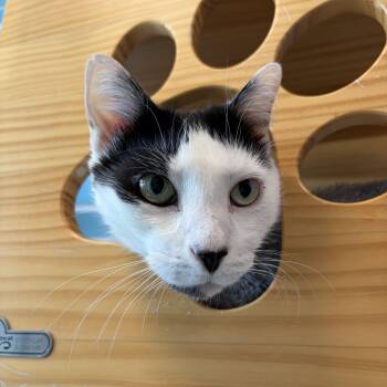 Patches -  Domestic Short Hair Cat for Adoption in New Westminster, British Columbia - Patches | PetCurious