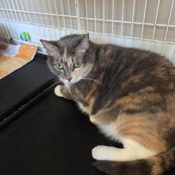 Cynnamon -  Domestic Short Hair Cat for Adoption in Wells, Maine - Cynnamon | PetCurious