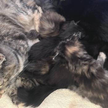 Roxie -  Domestic Short Hair Cat Available for Adoption in Fairport, New York - Roxie | PetCurious