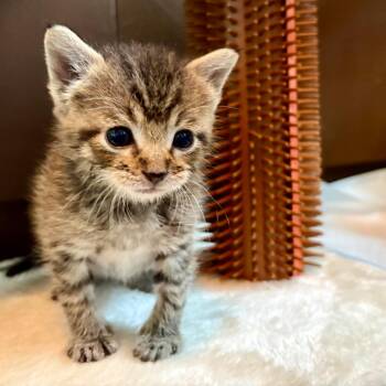Chive -  Domestic Short Hair Cat for Adoption in Fort Lauderdale, Florida - Chive | PetCurious