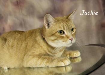Jackie -  Domestic Short Hair Cat Available for Adoption in York, Nebraska - Jackie | PetCurious