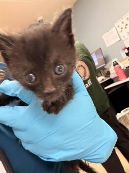VINNY -  Domestic Short Hair Cat for Adoption in Riverside, California - VINNY | PetCurious