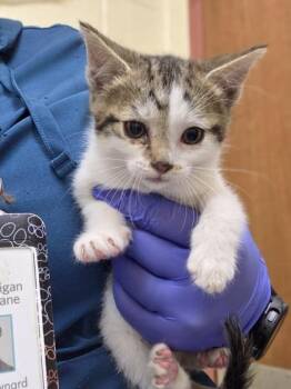 Lilia -  Domestic Short Hair Cat for Adoption in Westland, Michigan - Lilia | PetCurious